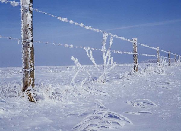 Canada, Manitoba, Dugald, hoarfrost and fence